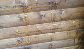 防腐木價(jià)格